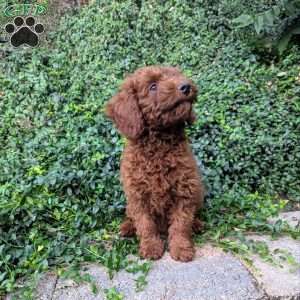 Chocolate, Miniature Poodle Puppy